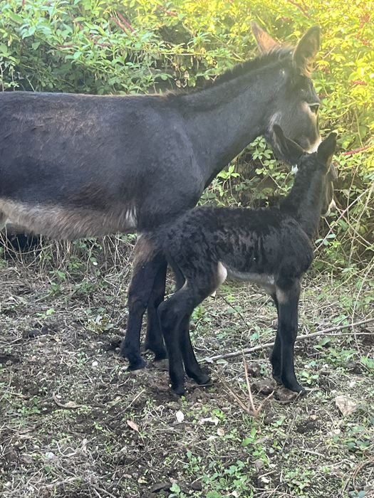 Burra com 5 anos e filho com 5 dias
