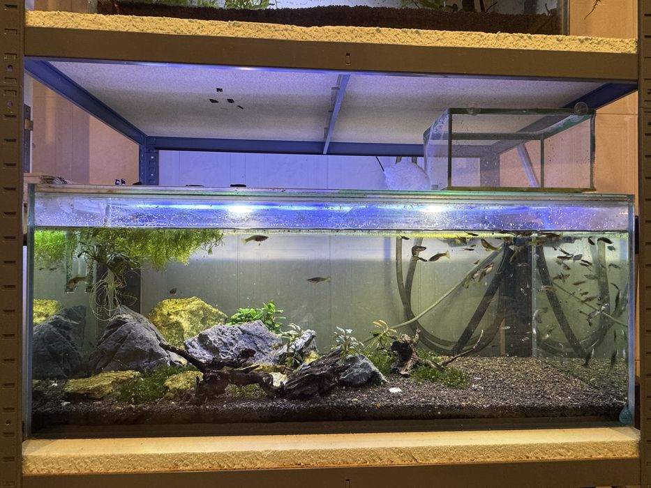 Aquario 160 litros