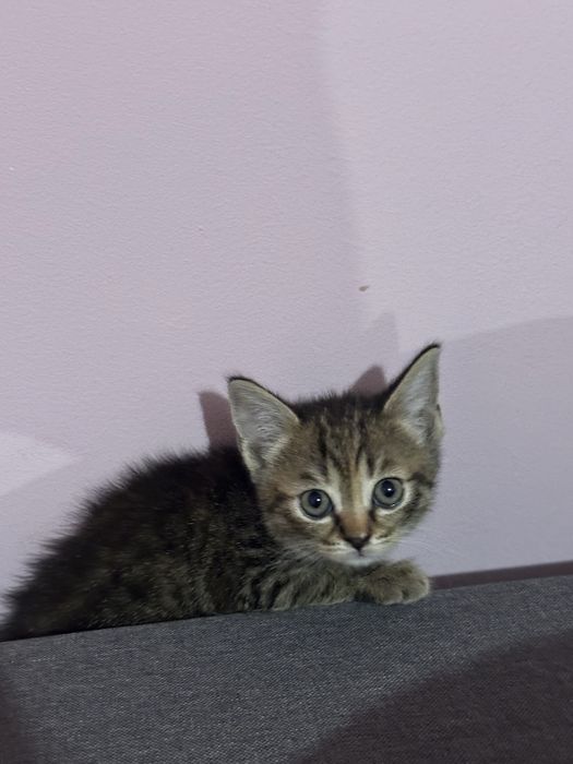 Безкоштовно кошенятко