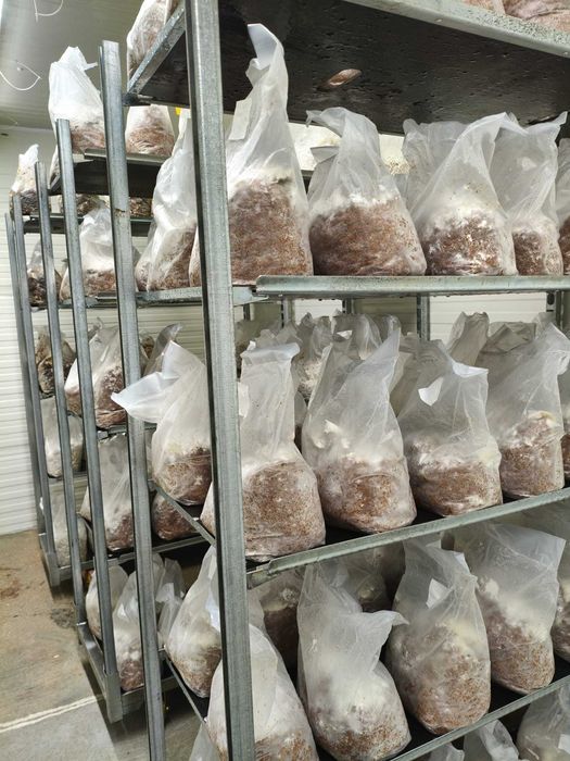 Sala de Cultivo de Cogumelos – Pronta a Entregar e a Produzir