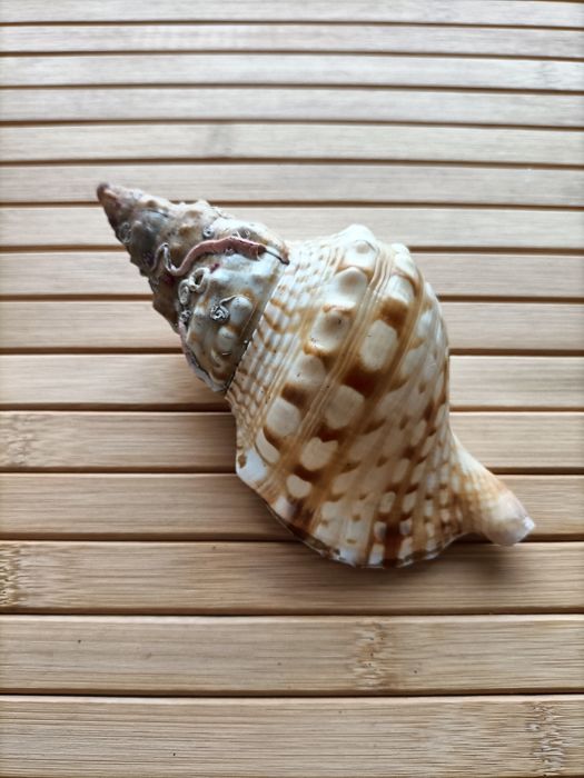 Búzio do mar decoração