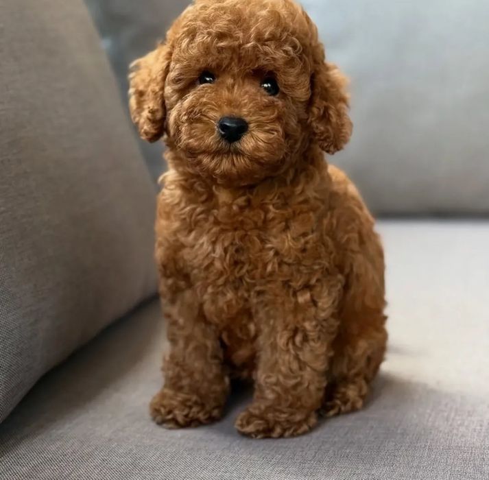 Супер красавчік той пудель: