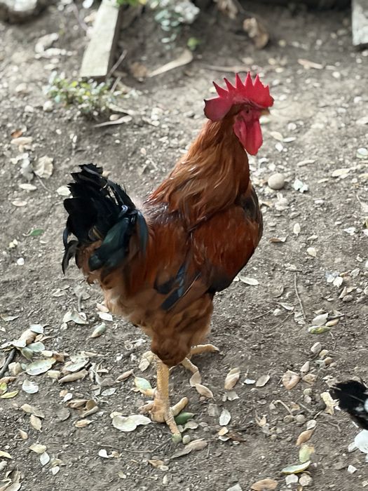 Galo reprotudor