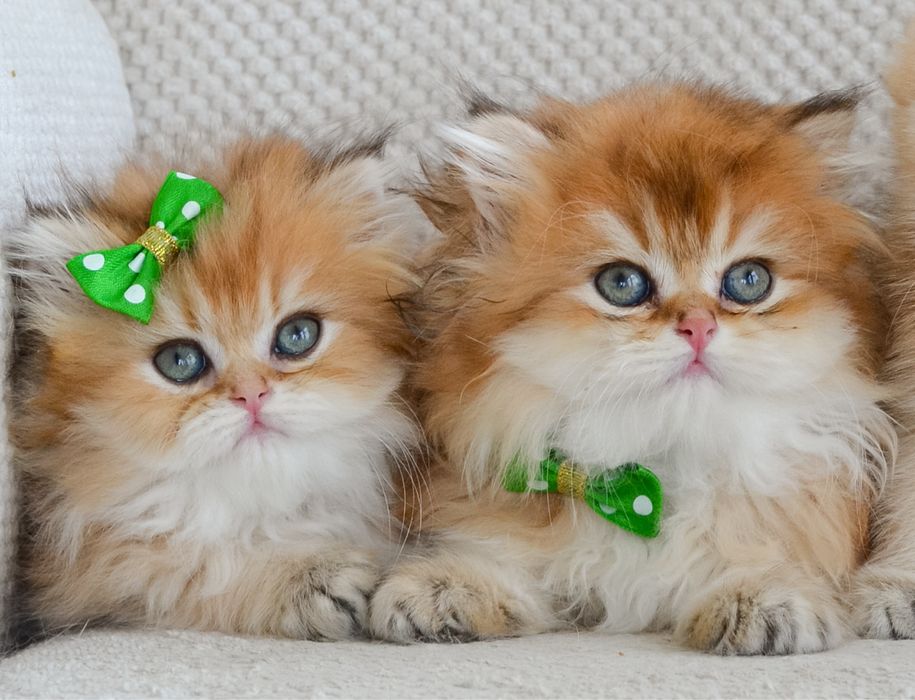 Найкращі британські кошенята