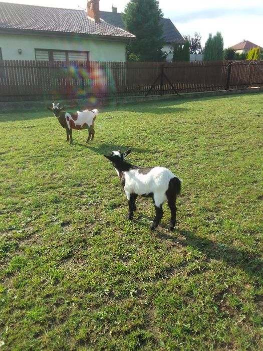 Koza miniaturka sprzedam
