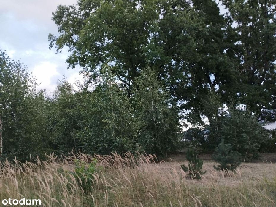Trzy Działki w Żłobnicy, gmina Kleszczów - Widok 5