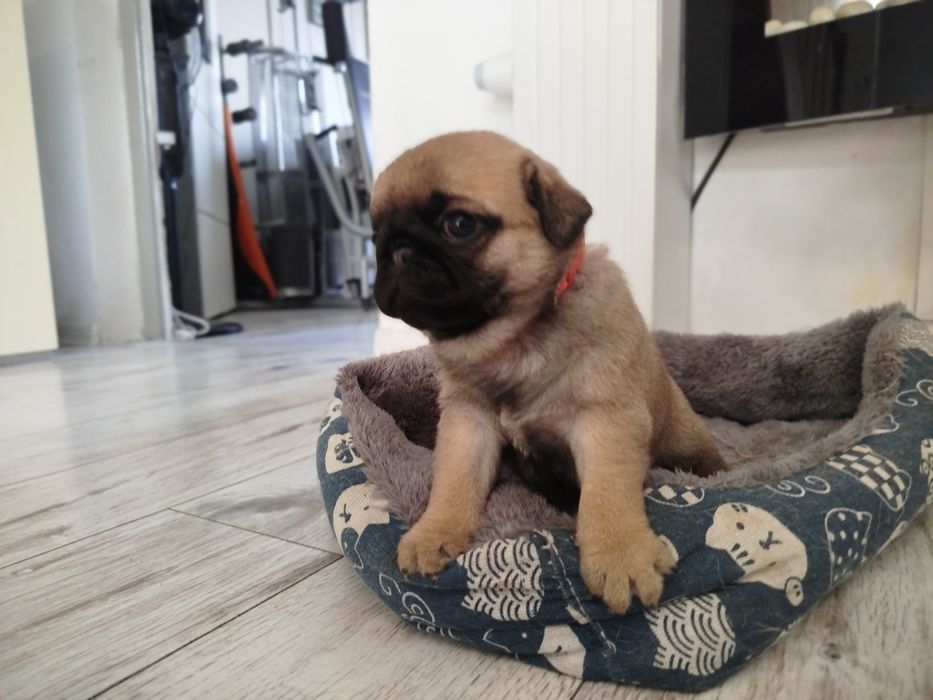 Mops suczka 05.01.2026