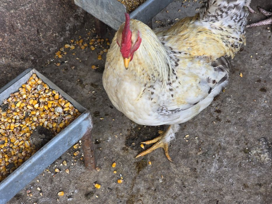Vendo galos pequenos