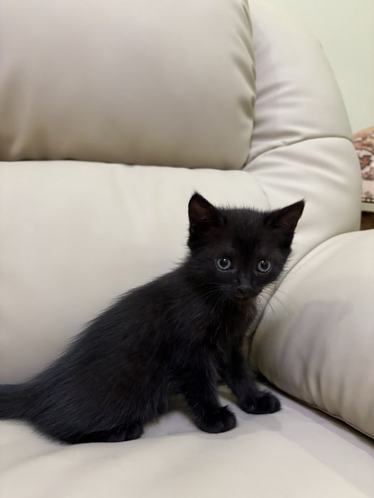 Кошенята , 1,5 місяць
