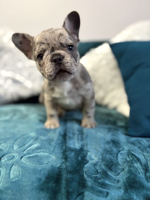 Buldog francuski
