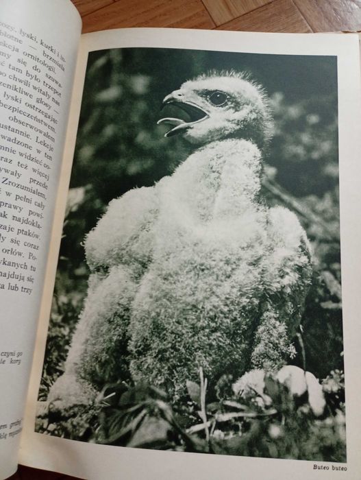 Album: ,,Wśród puszcz i lasów"