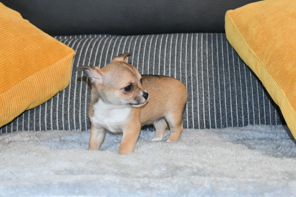 Chihuahua fêmea disponível