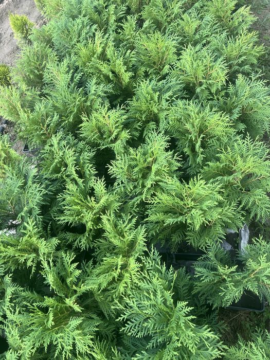 Туя західна Глобоза