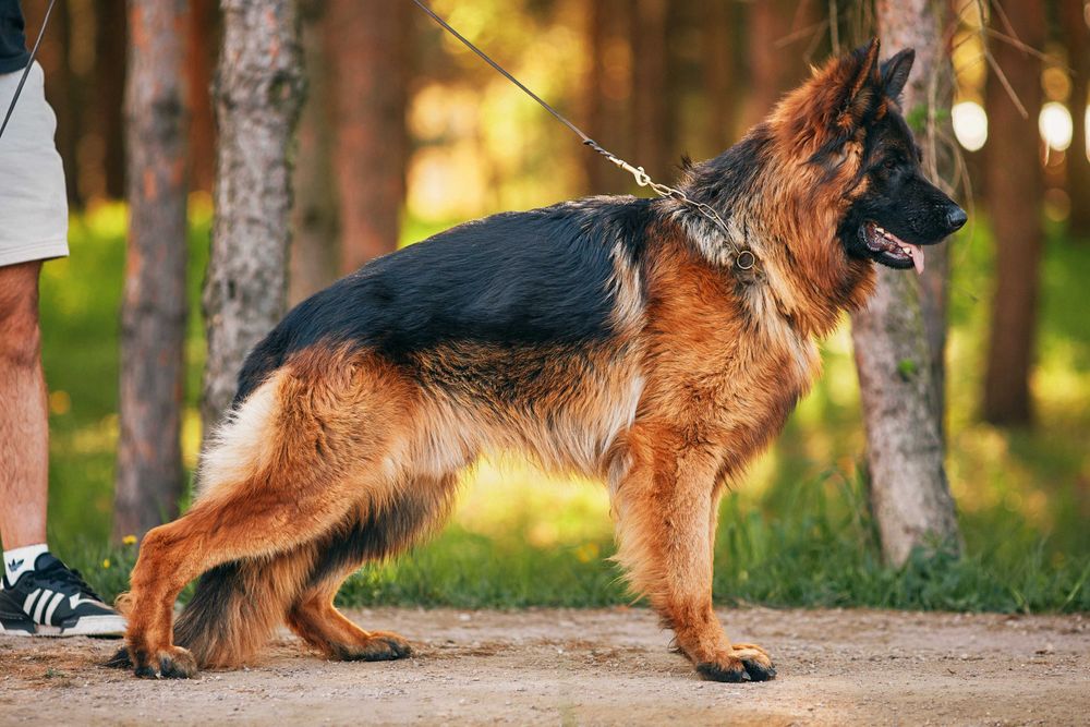 Owczarki niemieckie Owczarek Niemiecki