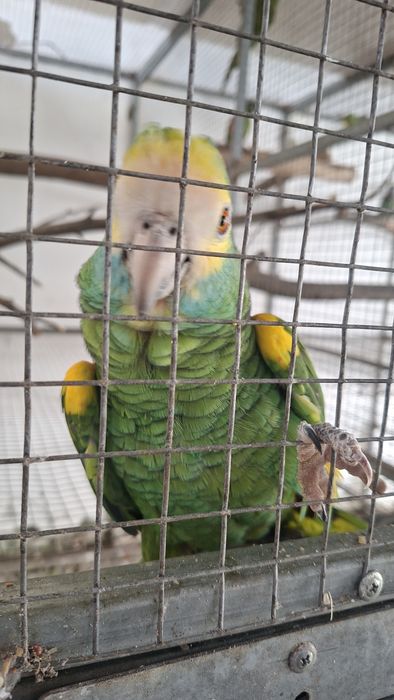 Macho barbadensis adulto