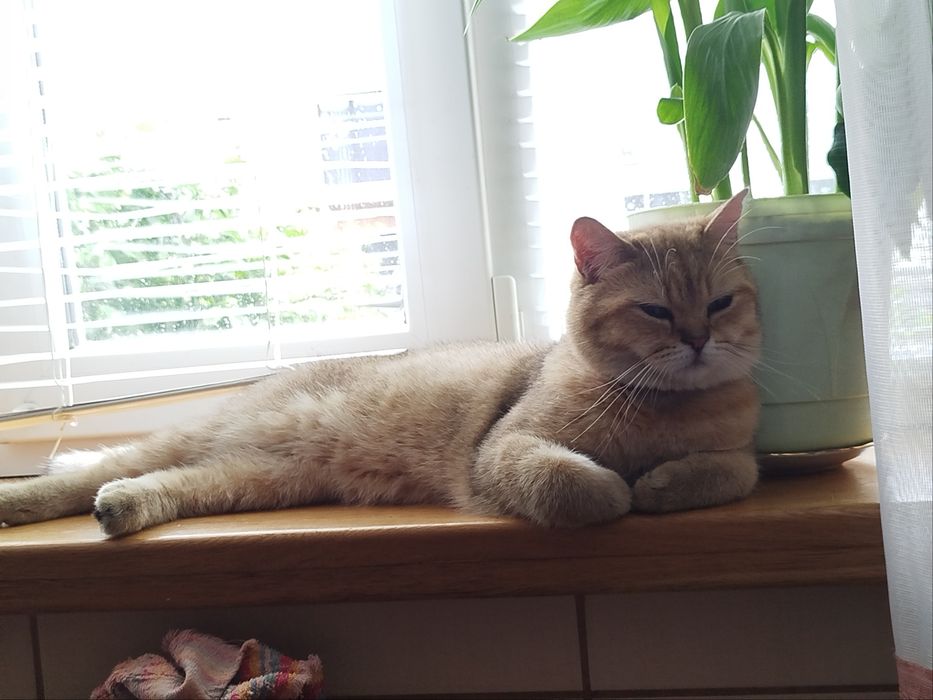 В’язка котів – золота шиншила