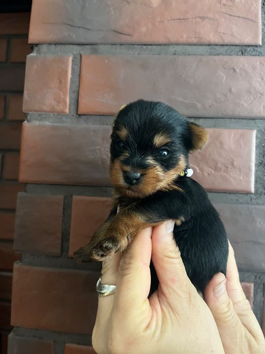 Szczeniaki Yorkshire terrier brązowo złota barwa