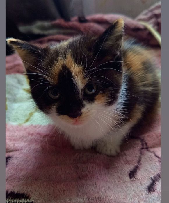 Віддам кошеня в добрі руки