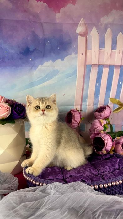 Do sprzedania rodowodowy kocurek brytyjski krótkowłosy