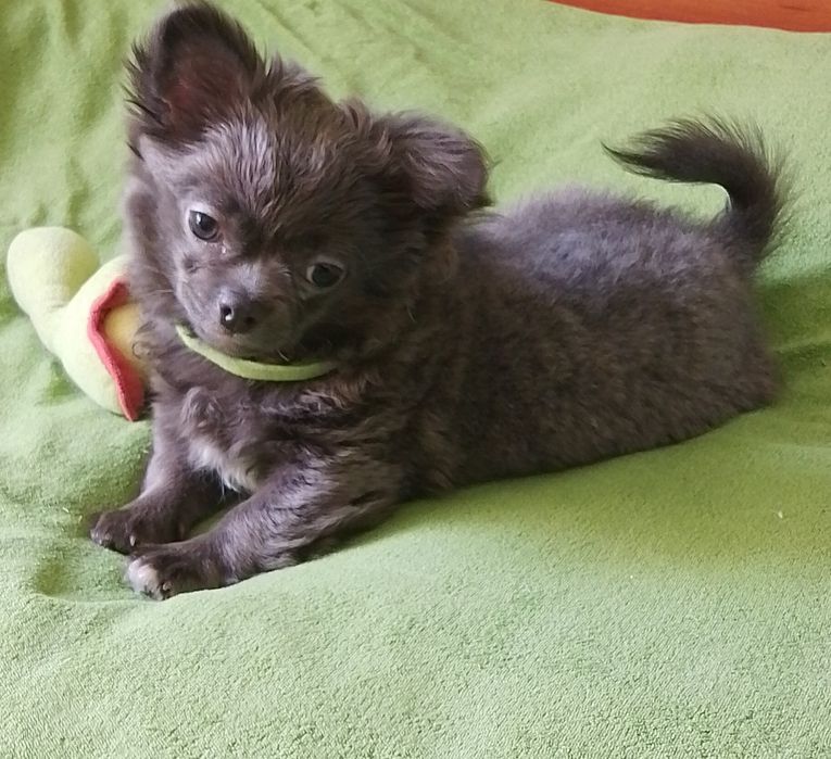 Хлопчик чихуахуа блакитний