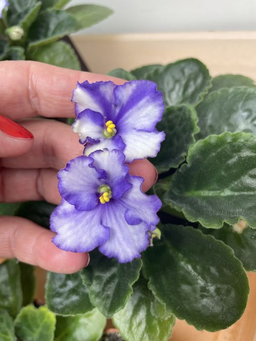 Гарнющі фіалки