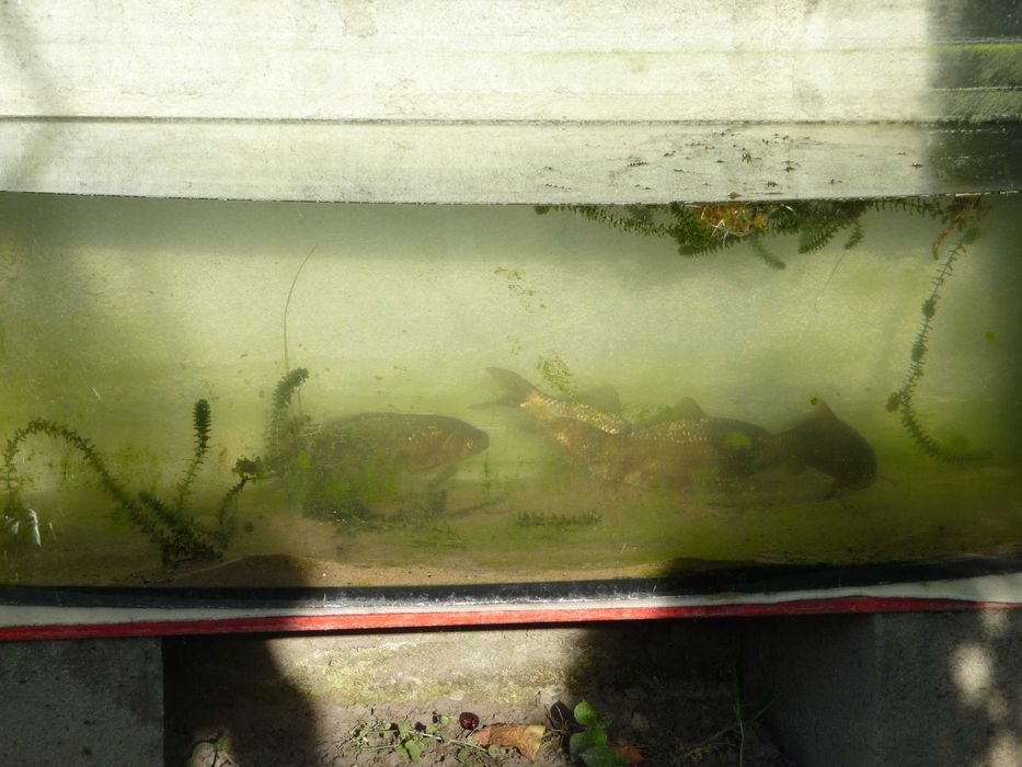 akwarium profilowane 160 litrów