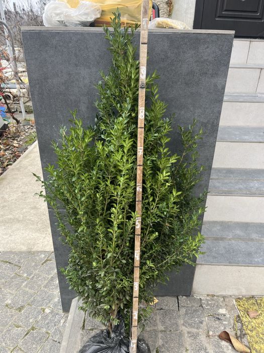 Самшит вічнозелені