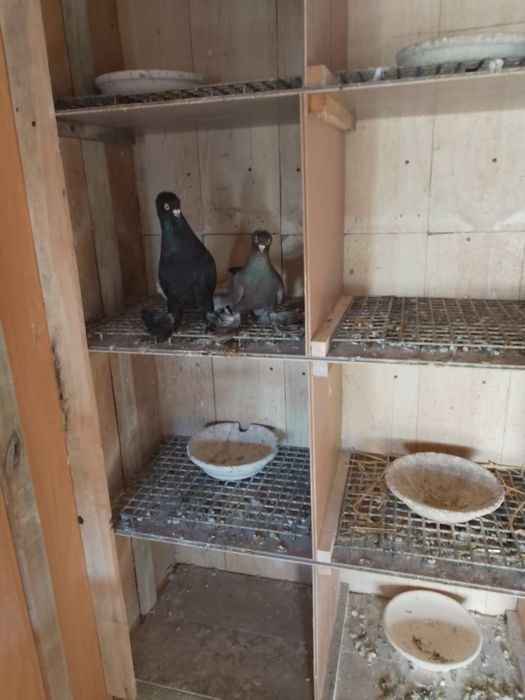 Kury kochin kochiny  miniatury