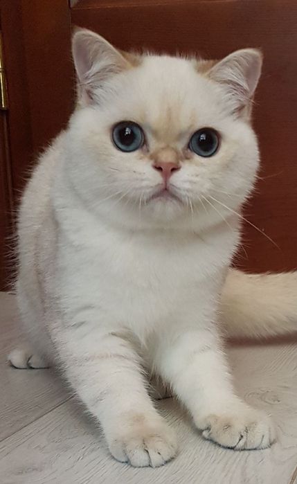 Котенок британский
