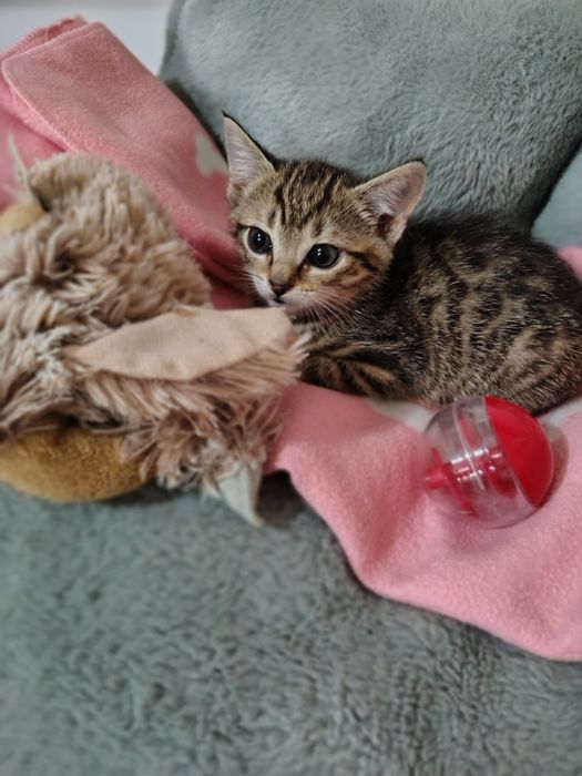Storczyk i  Chaber 2 miesięczne kociaki do adopcji