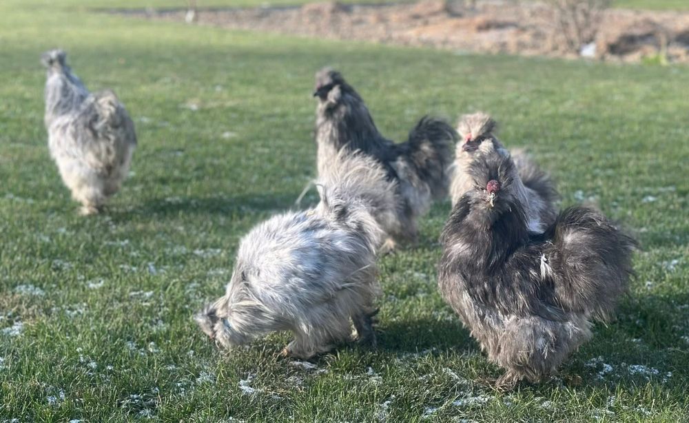 kogut silka USA splash czeko red pyle