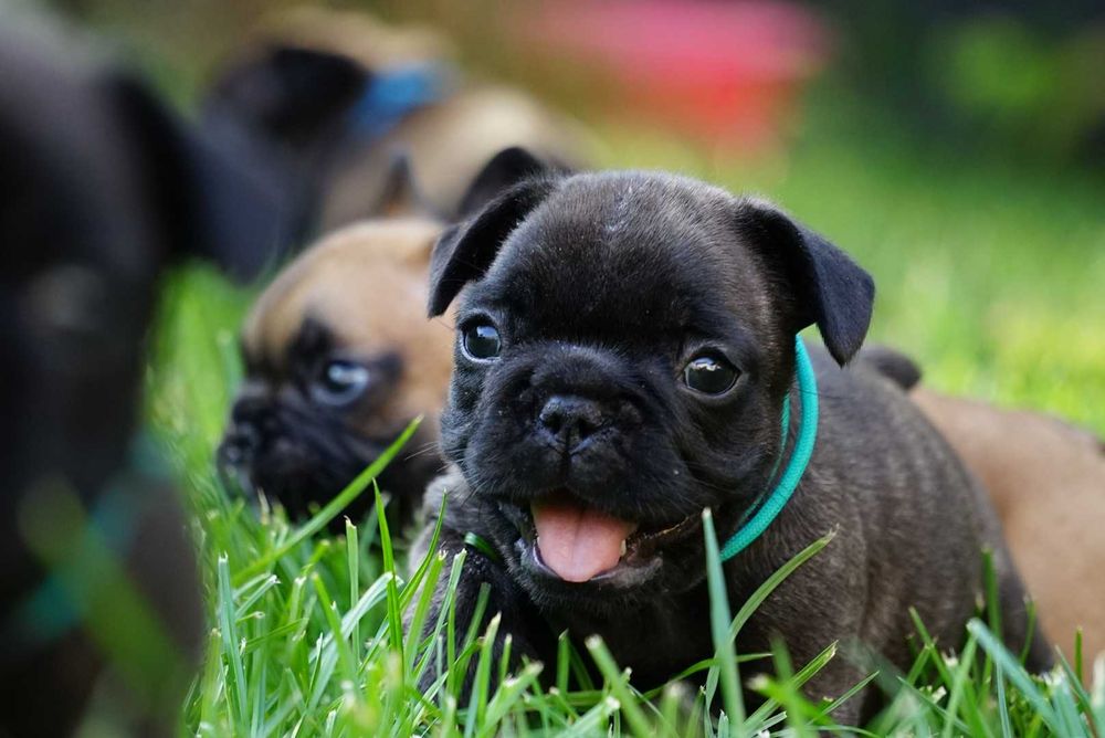 Buldog francuski ZKwP