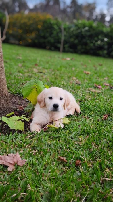 Golden Retriever disponível
