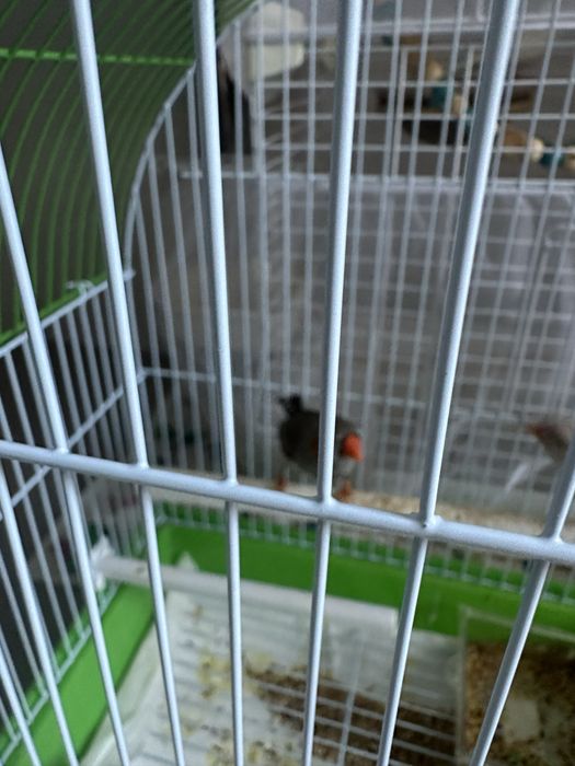 Casal Passarinhos