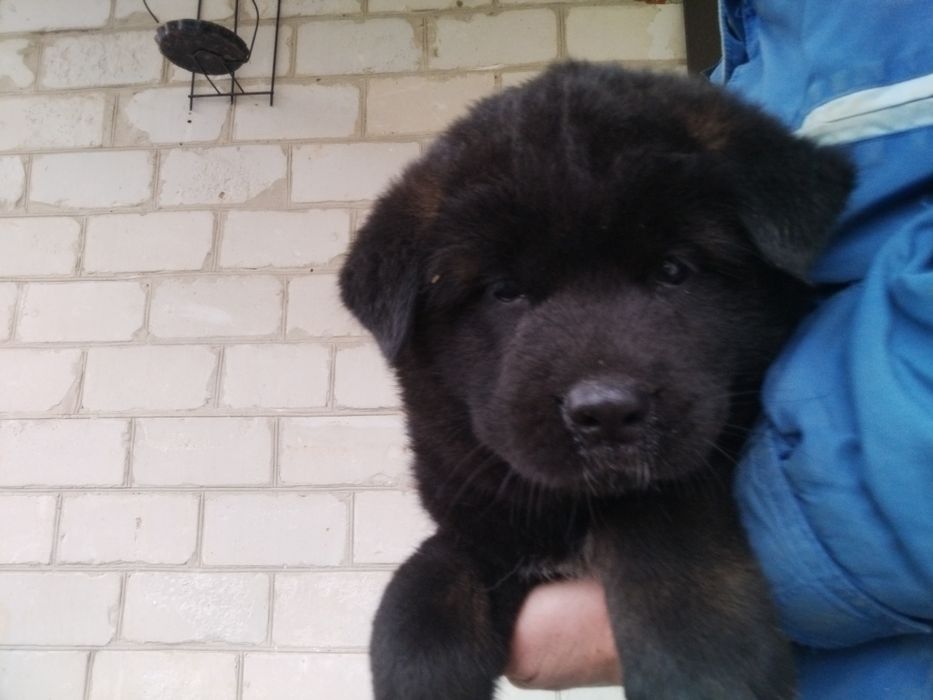 Акіти Американські КСУ