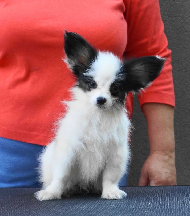 папийон щенки питомника