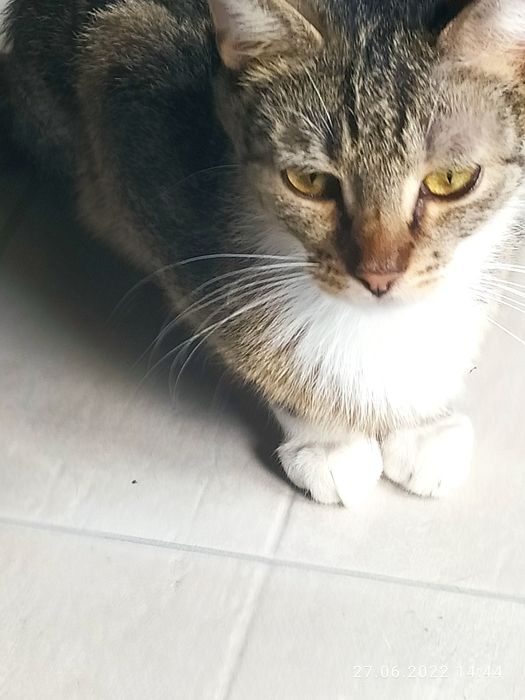 Nieśmiały Guzik z krawatką