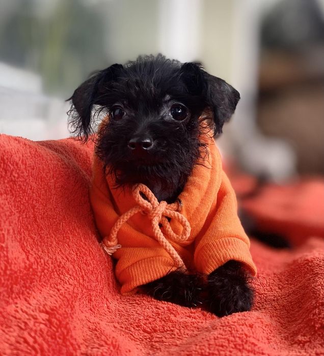 Той- пудель хлопчик