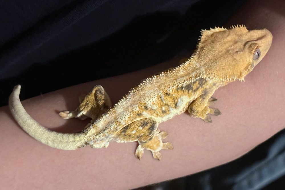Gekon orzęsiony Crested gecko, samiec, REZERWACJA