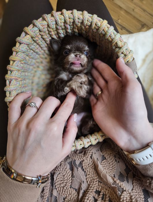 Chihuahua prześliczny chłopiec