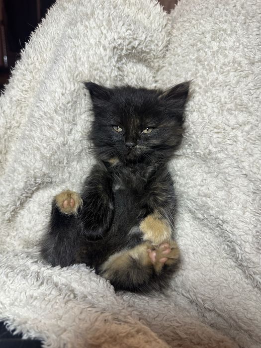 Кошеня в добрі руки