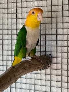 Marianinhas - Pionites