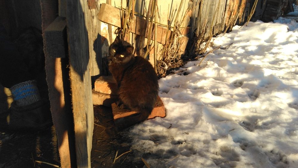 Кошенята хлопчики