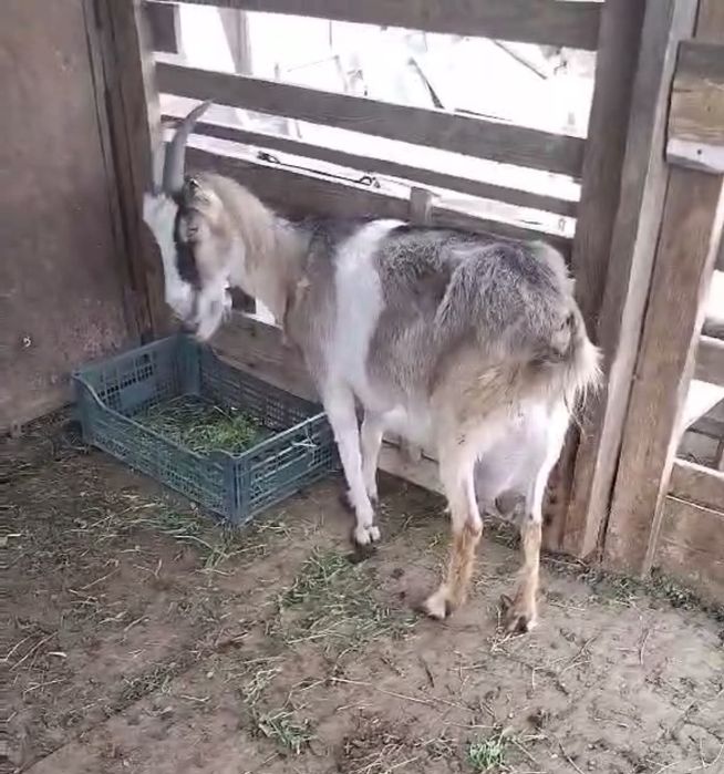 Дойная коза Марта