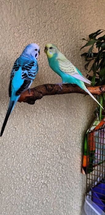 Клетки. Пара попугаев!