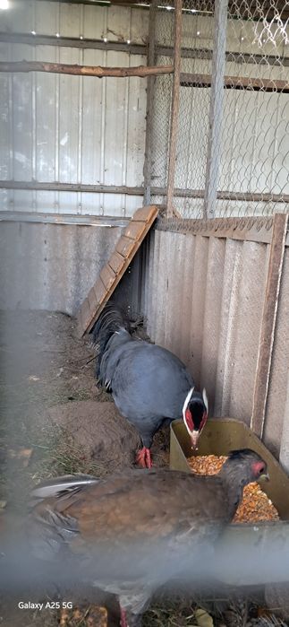 Синій вухатий фазан