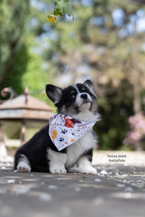 Welsh Corgi Pembroke, ten który Cię pokocha