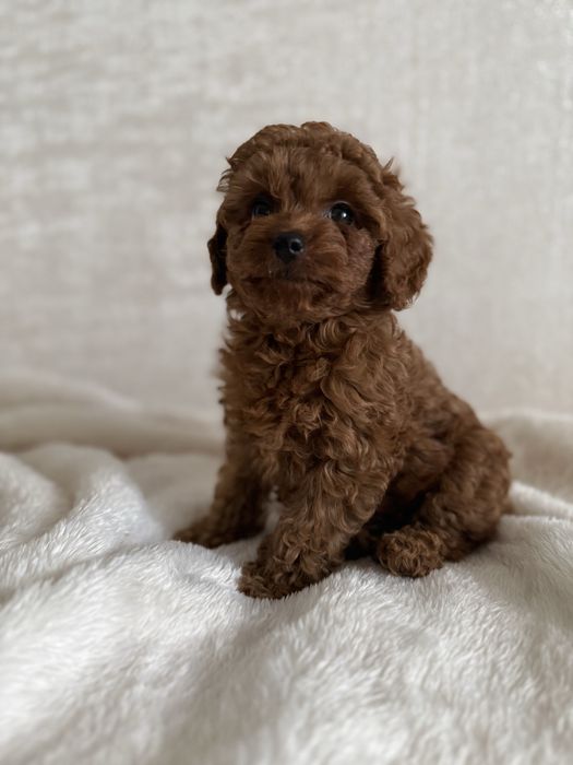 Тойпудель хлопчик