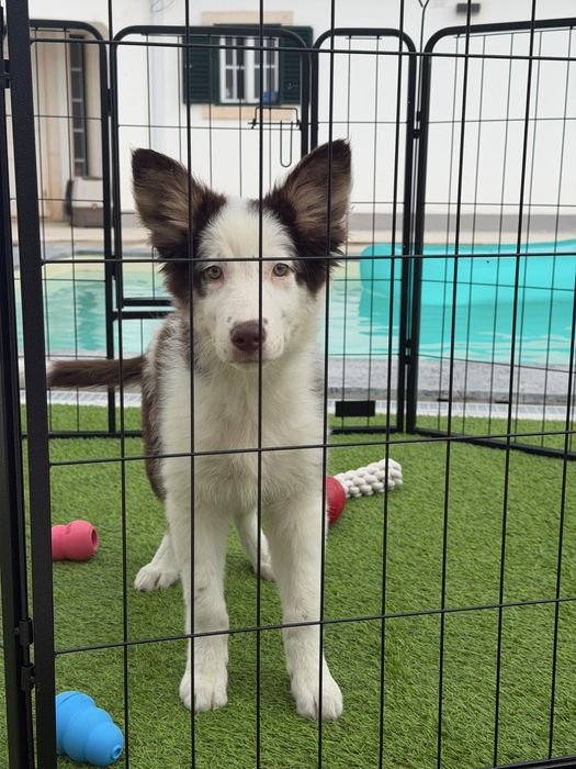Border collie chocolate