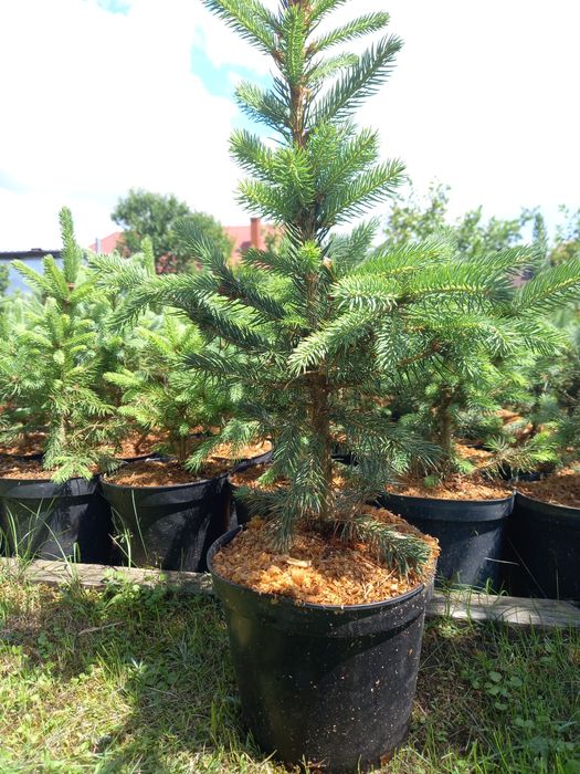 Świerk srebrny kaibab i pospolity, ok 40cm, doniczka 3L